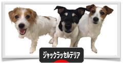 にほんブログ村 犬ブログ ジャックラッセルテリアへ