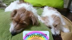 にほんブログ村 犬ブログ ジャックラッセルテリアへ