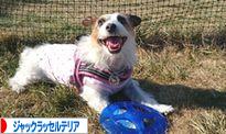 にほんブログ村 犬ブログ ジャックラッセルテリアへ