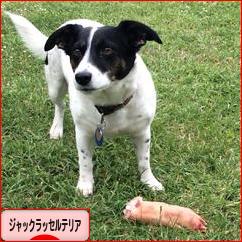 にほんブログ村 犬ブログ ジャックラッセルテリアへ