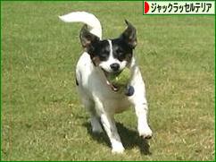にほんブログ村 犬ブログ ジャックラッセルテリアへ