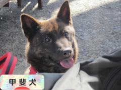 にほんブログ村 犬ブログ 甲斐犬へ