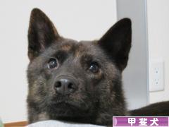 にほんブログ村 犬ブログ 甲斐犬へ