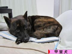 にほんブログ村 犬ブログ 甲斐犬へ