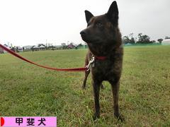 にほんブログ村 犬ブログ 甲斐犬へ