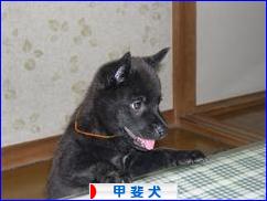 甲斐犬ブログランキング参加用リンク一覧