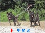 甲斐犬ブログランキング参加用リンク一覧