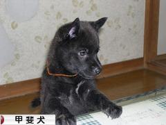甲斐犬ブログランキング参加用リンク一覧