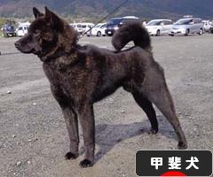 甲斐犬の里 山梨へ 天久乃ブログ