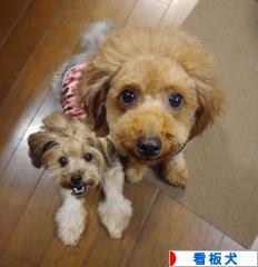 にほんブログ村 犬ブログ 看板犬へ