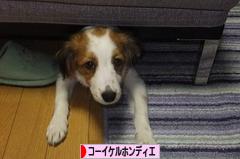 にほんブログ村 犬ブログ コーイケルホンディエへ