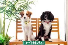 にほんブログ村 犬ブログ コーイケルホンディエへ