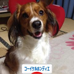 にほんブログ村 犬ブログ コーイケルホンディエへ