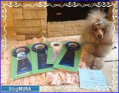 にほんブログ村 犬ブログ 訓練競技会へ