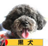 にほんブログ村 犬ブログ 黒犬へ