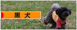 にほんブログ村 犬ブログ 黒犬へ