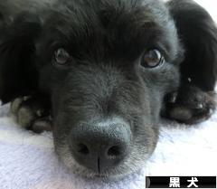 にほんブログ村 犬ブログ 黒犬へ