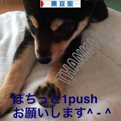 にほんブログ村 犬ブログ 黒豆柴へ