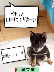 にほんブログ村 犬ブログ 黒豆柴へ