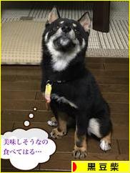 にほんブログ村 犬ブログ 黒豆柴へ