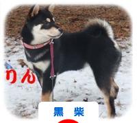 にほんブログ村 犬ブログ 黒柴犬へ