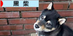 にほんブログ村 犬ブログ 黒柴犬へ