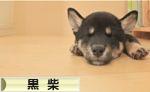 にほんブログ村 犬ブログ 黒柴犬へ