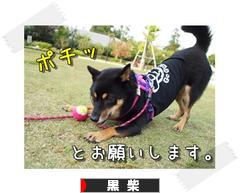 にほんブログ村 犬ブログ 黒柴犬へ