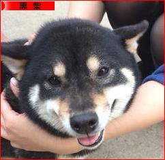 にほんブログ村 犬ブログ 黒柴犬へ