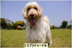 にほんブログ村 犬ブログ ラブラドゥードルへ