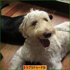 にほんブログ村 犬ブログ ラブラドゥードルへ