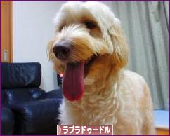 にほんブログ村 犬ブログ ラブラドゥードルへ