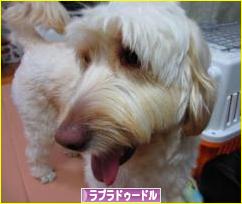 にほんブログ村 犬ブログ ラブラドゥードルへ