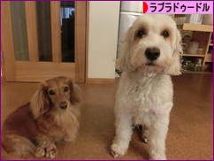 にほんブログ村 犬ブログ ラブラドゥードルへ