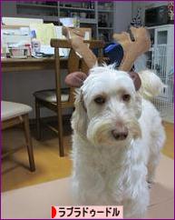 にほんブログ村 犬ブログ ラブラドゥードルへ
