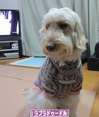にほんブログ村 犬ブログ ラブラドゥードルへ