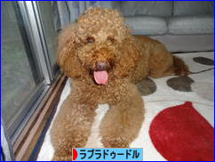 にほんブログ村 犬ブログ ラブラドゥードルへ