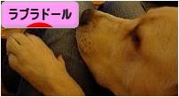にほんブログ村 犬ブログ ラブラドールへ