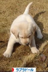 にほんブログ村 犬ブログ ラブラドールへ