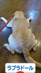 にほんブログ村 犬ブログ ラブラドールへ