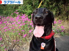 にほんブログ村 犬ブログ ラブラドールへ