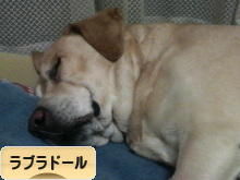 にほんブログ村 犬ブログ ラブラドールへ