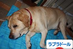 にほんブログ村 犬ブログ ラブラドールへ
