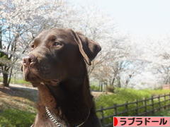 にほんブログ村 犬ブログ ラブラドールへ