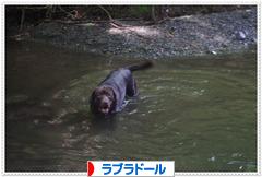 にほんブログ村 犬ブログ ラブラドールへ