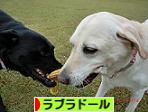 にほんブログ村 犬ブログ ラブラドールへ
