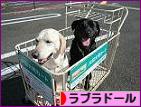 にほんブログ村 犬ブログ ラブラドールへ