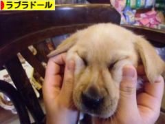 にほんブログ村 犬ブログ ラブラドールへ