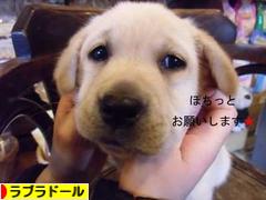 にほんブログ村 犬ブログ ラブラドールへ