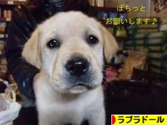 にほんブログ村 犬ブログ ラブラドールへ